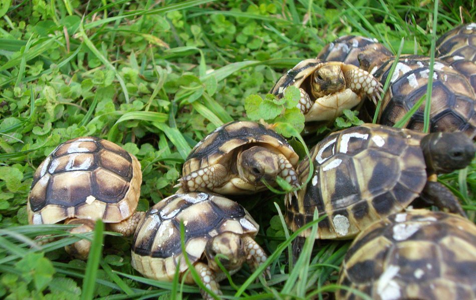 Odchov T. hermanni a T. marginata.