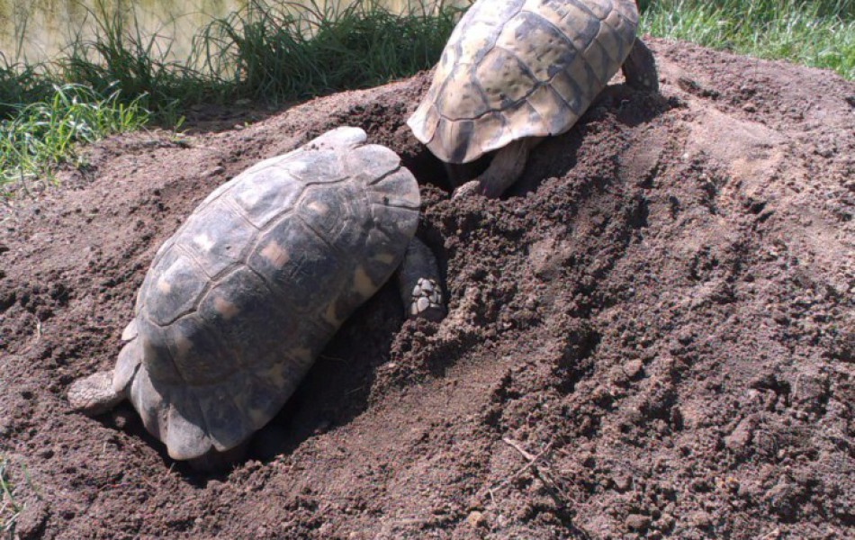 snášení T. hermanni a T. marginata