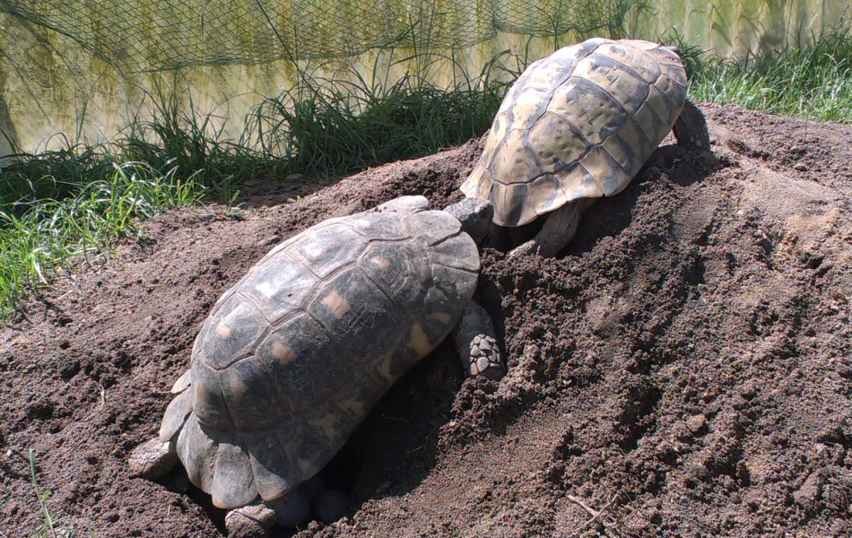 Snůška T. marginata a T. hermanni