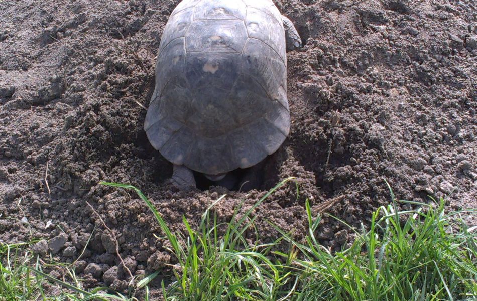 Snůška T. marginata