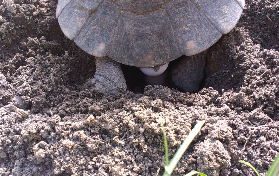 Snůška T. marginata