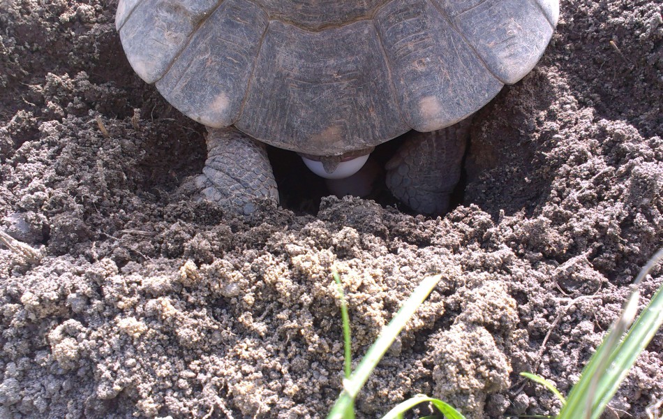 Snůška T. marginata