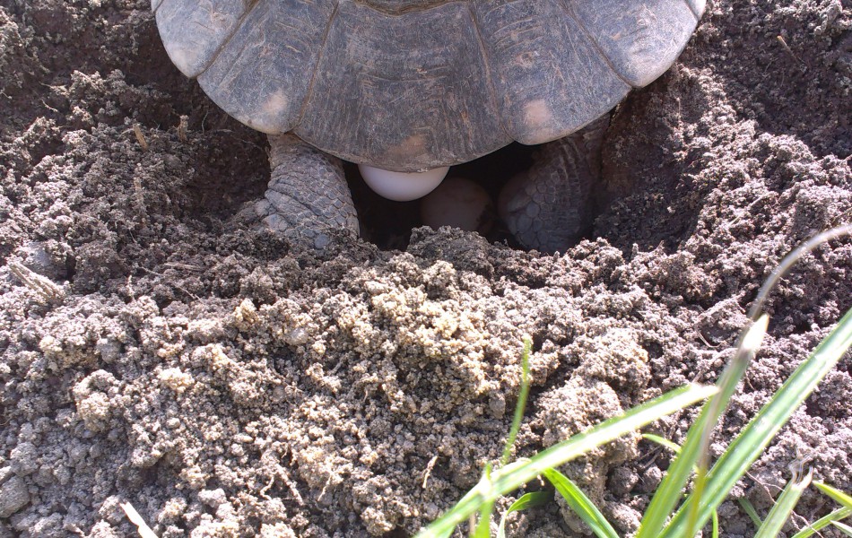 Snůška T. marginata