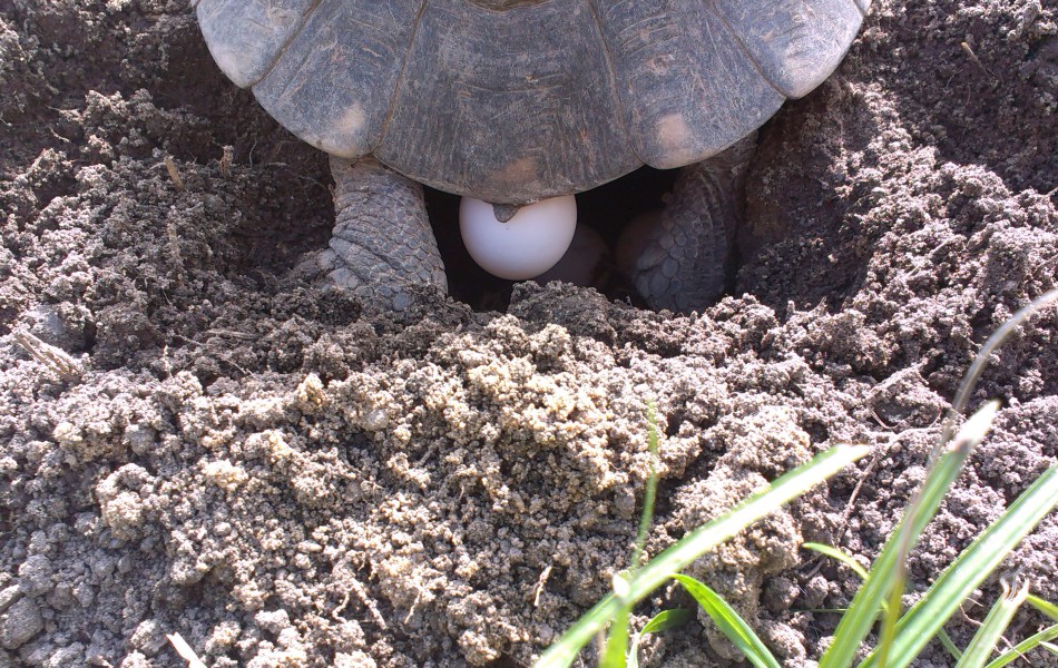 Snůška T. marginata