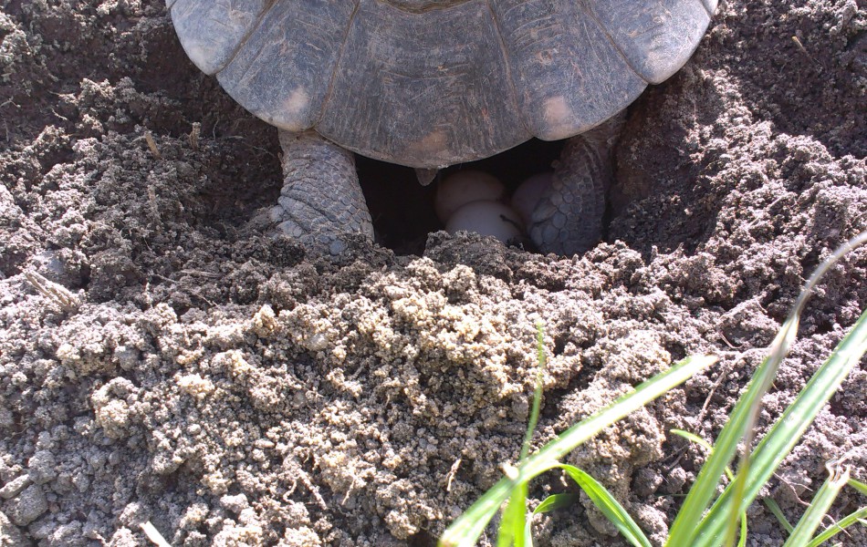 Snůška T. marginata