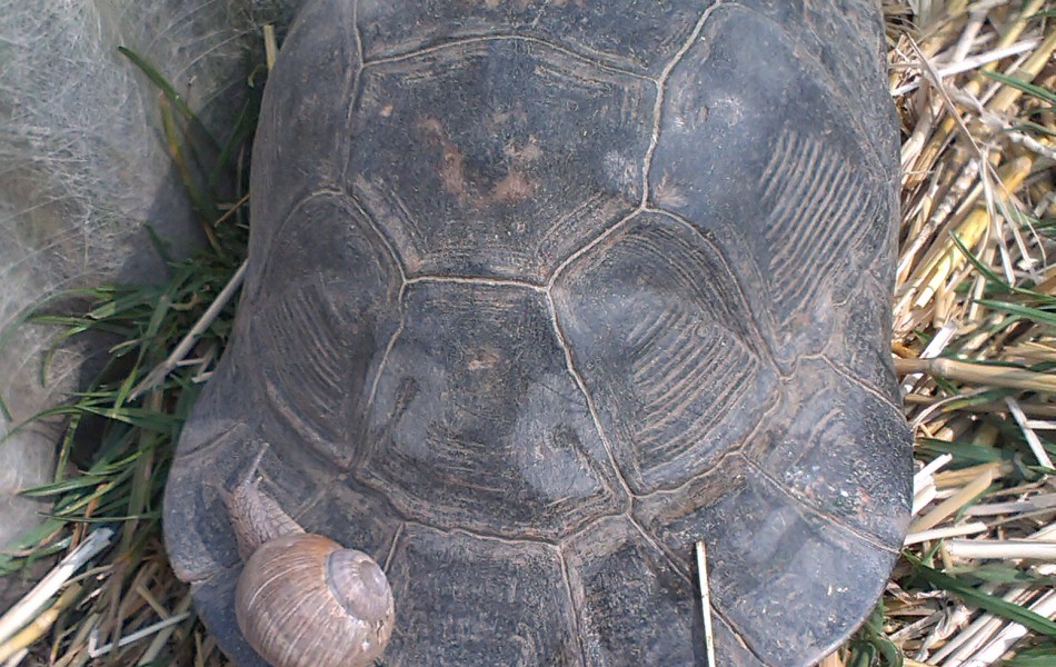Samice T. marginata