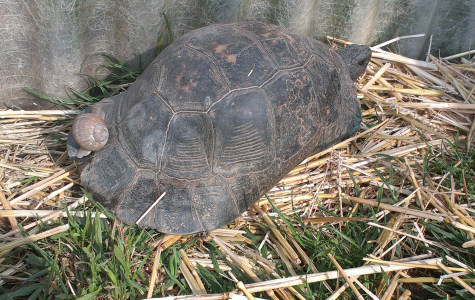 Samice T. marginata