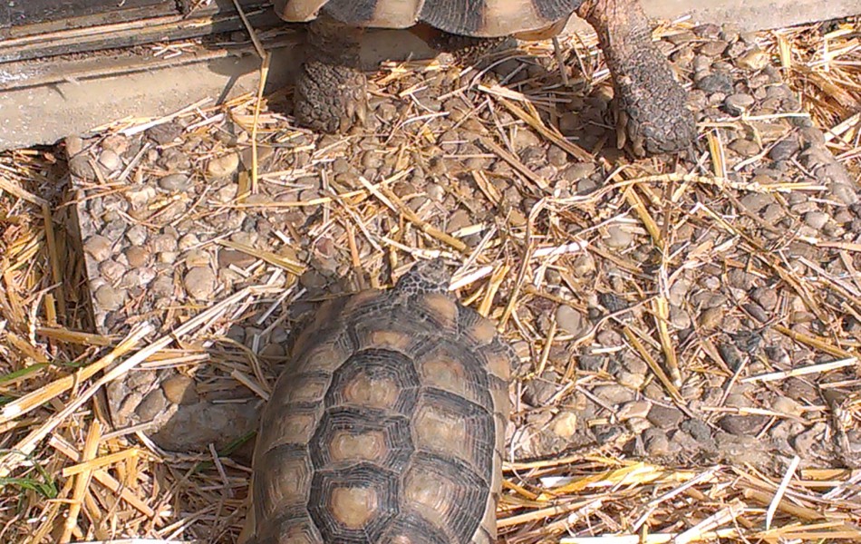 Samice T. marginata - asi malá bouda :-)