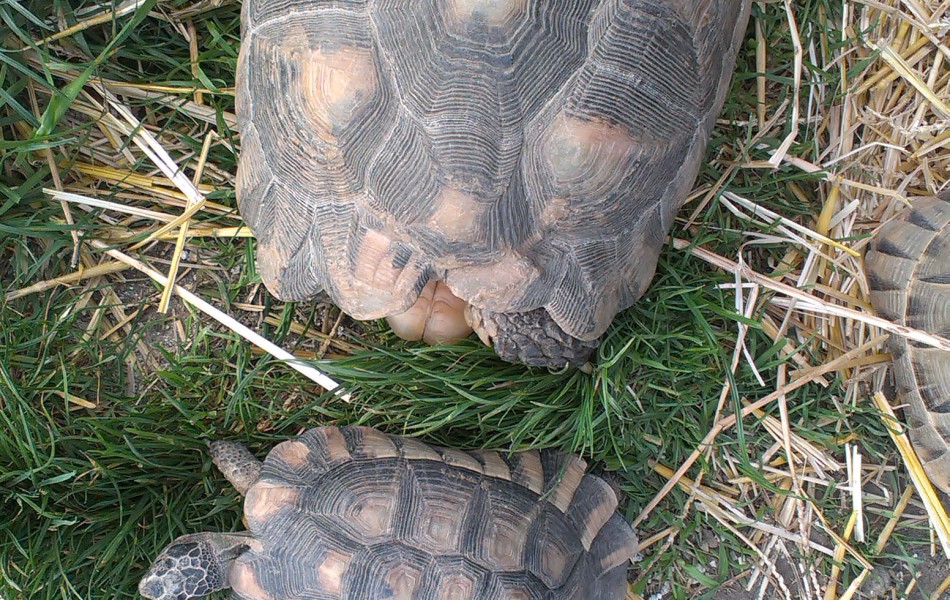 Samice T. marginata - david a goliáš