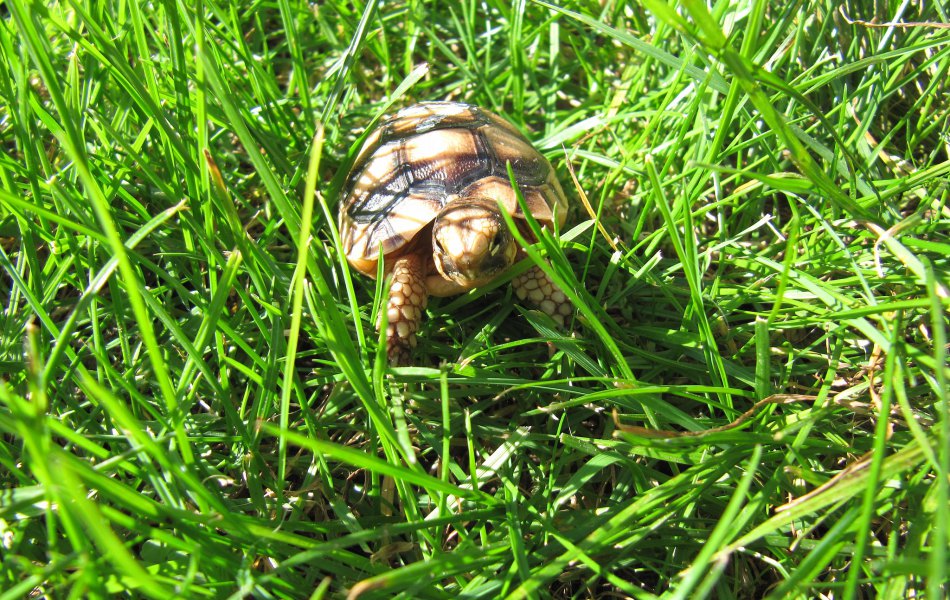Odchov T. marginata