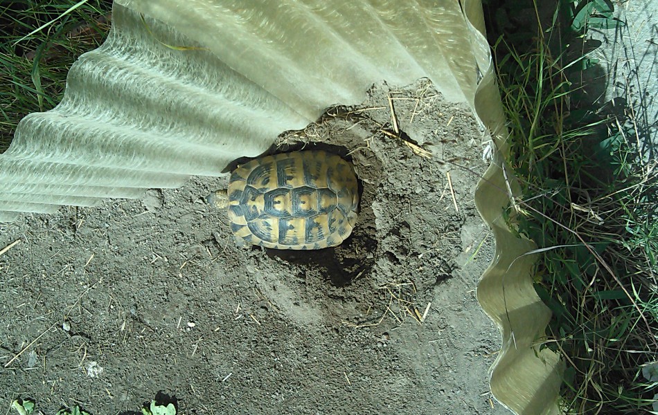 Snůška Testudo hermanni