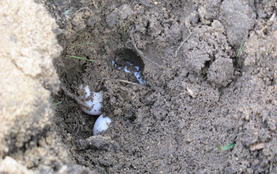 Snůška T. marginata
