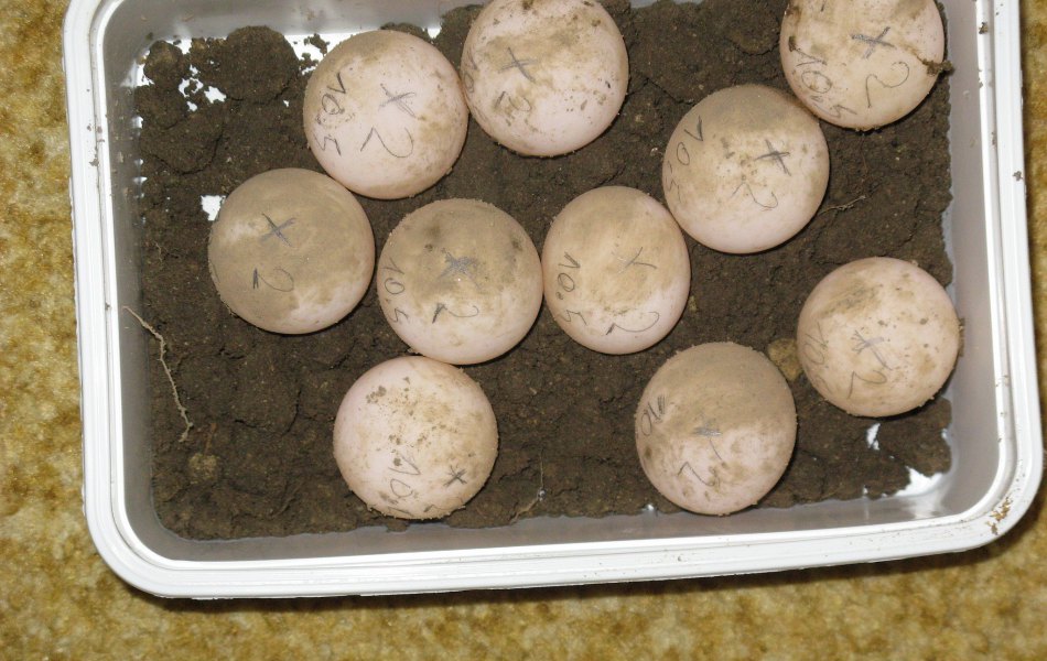 Snůška T. marginata