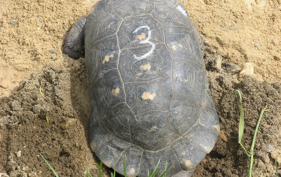 Snůška T. marginata