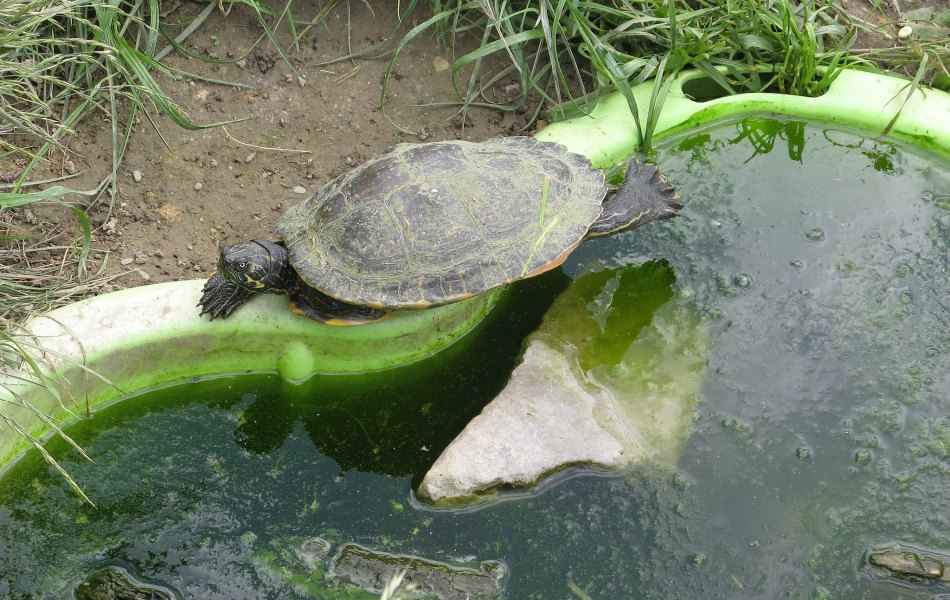 Trachemys spp.