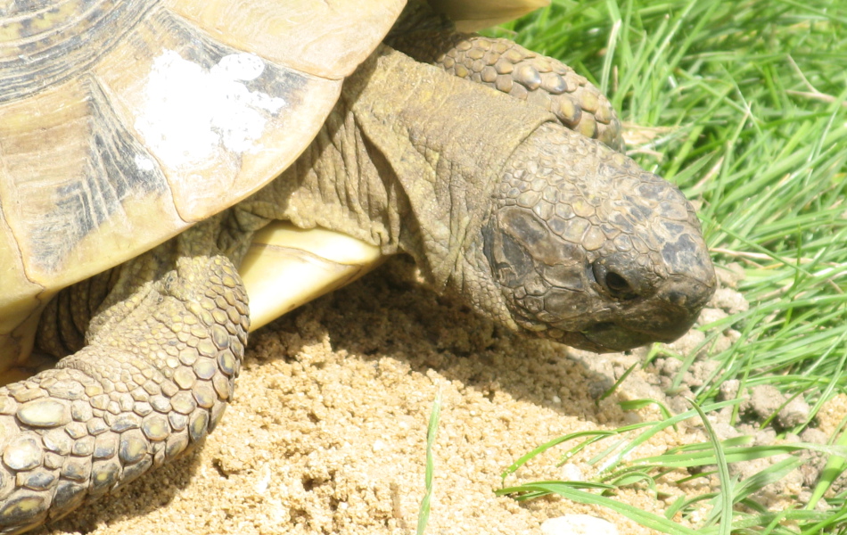 hlava Testudo hermanni
