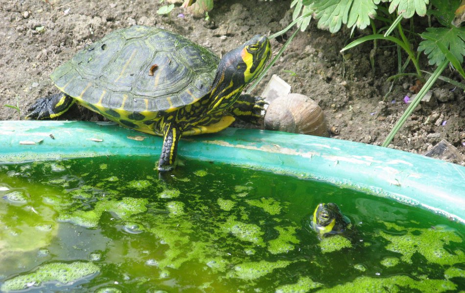 Trachemys spp.