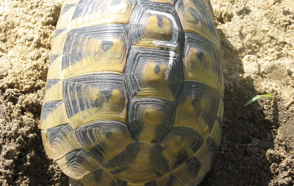 Snůška Testudo hermanni