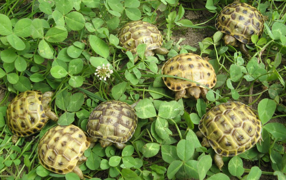Odchov T. hosrfieldii
