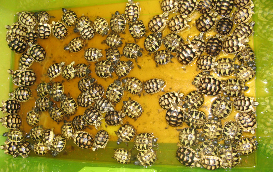 Odchov T. hermanni a T. marginata.