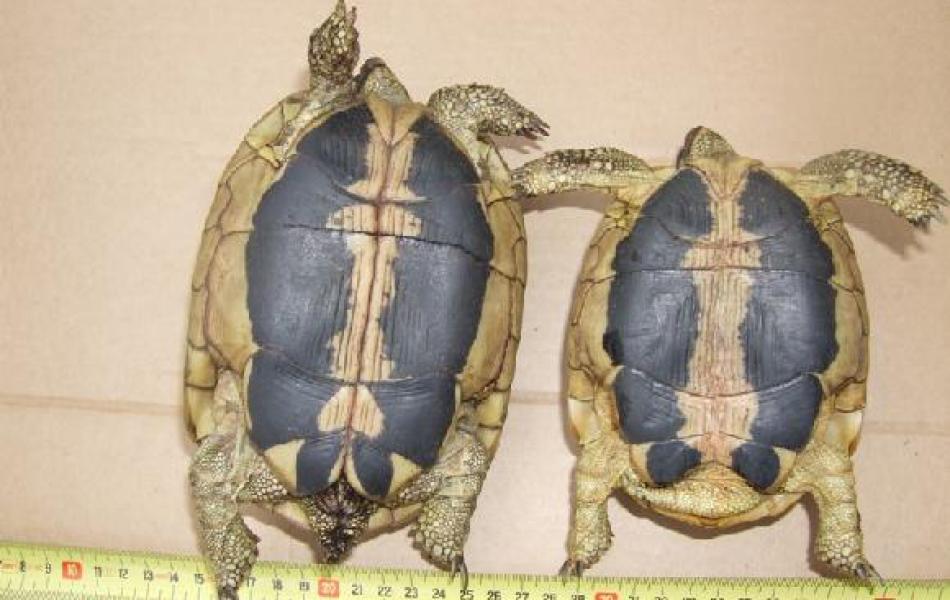 Pár T.h.h plastron