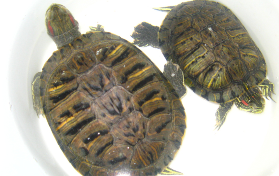 Trachemys scripta elegans pár