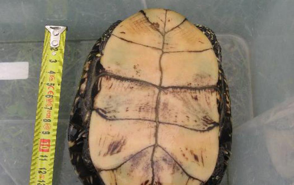 Emys orbicularis samice plastron